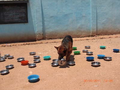 du domaine d'anna - Championnat de MADAGASCAR 2011